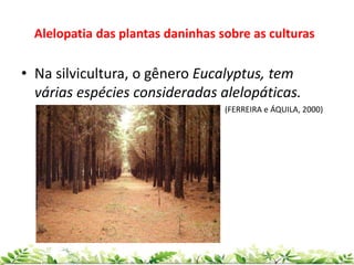 • Na silvicultura, o gênero Eucalyptus, tem
várias espécies consideradas alelopáticas.
(FERREIRA e ÁQUILA, 2000)
Alelopatia das plantas daninhas sobre as culturas
 