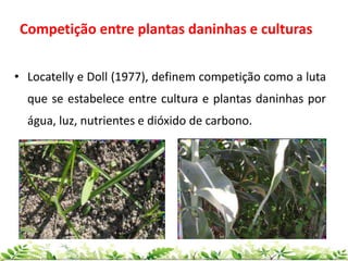 Competição entre plantas daninhas e culturas
• Locatelly e Doll (1977), definem competição como a luta
que se estabelece entre cultura e plantas daninhas por
água, luz, nutrientes e dióxido de carbono.
 