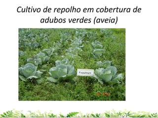 Cultivo de repolho em cobertura de
adubos verdes (aveia)
 