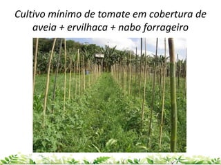 Cultivo mínimo de tomate em cobertura de
aveia + ervilhaca + nabo forrageiro
 