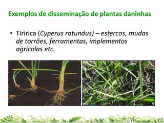 Exemplos de disseminação de plantas daninhas
• Tiririca (Cyperus rotundus) – estercos, mudas
de torrões, ferramentas, implementos
agrícolas etc.
 