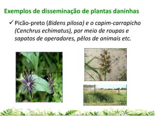 Picão-preto (Bidens pilosa) e o capim-carrapicho
(Cenchrus echimatus), por meio de roupas e
sapatos de operadores, pêlos de animais etc.
Exemplos de disseminação de plantas daninhas
 