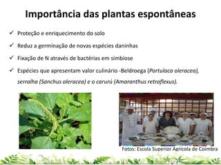 Importância das plantas espontâneas
 Proteção e enriquecimento do solo
 Reduz a germinação de novas espécies daninhas
 Fixação de N através de bactérias em simbiose
 Espécies que apresentam valor culinário -Beldroega (Portulaca oleracea),
serralha (Sanchus oleracea) e o carurú (Amaranthus retroflexus).
Fotos: Escola Superior Agrícola de Coimbra
 