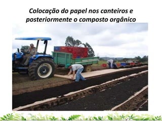 Colocação do papel nos canteiros e
posteriormente o composto orgânico
 