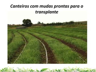 Canteiros com mudas prontas para o
transplante
 
