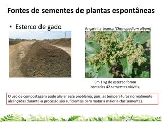 Fontes de sementes de plantas espontâneas
• Esterco de gado
Em 1 kg de esterco foram
contadas 42 sementes viáveis.
Ançarinha-branca (Chenopodium album)
O uso de compostagem pode aliviar esse problema, pois, as temperaturas normalmente
alcançadas durante o processo são suficientes para matar a maioria das sementes.
 