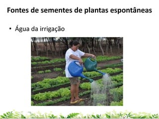 • Água da irrigação
Fontes de sementes de plantas espontâneas
 