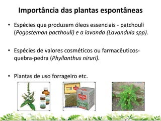 • Espécies que produzem óleos essenciais - patchouli
(Pogostemon pacthouli) e a lavanda (Lavandula spp).
• Espécies de valores cosméticos ou farmacêuticos-
quebra-pedra (Phyllanthus niruri).
• Plantas de uso forrageiro etc.
Importância das plantas espontâneas
 
