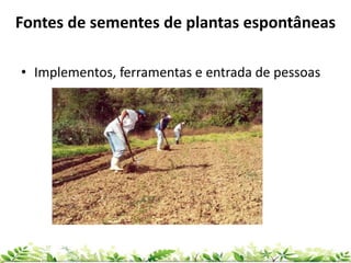• Implementos, ferramentas e entrada de pessoas
Fontes de sementes de plantas espontâneas
 