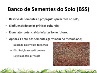 Banco de Sementes do Solo (BSS)
• Reserva de sementes e propágulos presentes no solo;
• É influenciado pelas práticas culturais;
• É um fator potencial da infestação no futuro;
• Apenas 1 a 9% das sementes germinam no mesmo ano;
– Depende do nível de dormência
– Distribuição no perfil do solo
– Estímulos para germinar
 