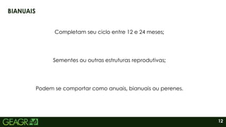 12
BIANUAIS
Completam seu ciclo entre 12 e 24 meses;
Podem se comportar como anuais, bianuais ou perenes.
Sementes ou outras estruturas reprodutivas;
 