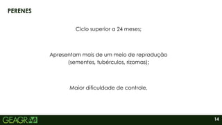14
PERENES
Ciclo superior a 24 meses;
Apresentam mais de um meio de reprodução
(sementes, tubérculos, rizomas);
Maior dificuldade de controle.
 