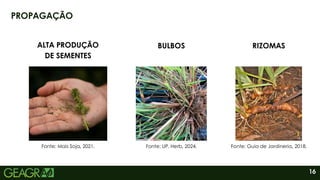 16
PROPAGAÇÃO
ALTA PRODUÇÃO
DE SEMENTES
RIZOMAS
BULBOS
Fonte: Mais Soja, 2021. Fonte: Guia de Jardineria, 2018.
Fonte: UP. Herb, 2024.
 