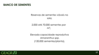 17
BANCO DE SEMENTES
Reservas de sementes viáveis no
solo;
Elevada capacidade reprodutiva
Amaranthus spp.
(120.000 sementes/planta).
2.000 até 70.000 sementes por
m²;
 