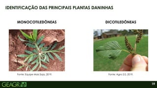 19
IDENTIFICAÇÃO DAS PRINCIPAIS PLANTAS DANINHAS
MONOCOTILEDÔNEAS DICOTILEDÔNEAS
Fonte: Equipe Mais Soja, 2019. Fonte: Agro 2.0, 2019.
 