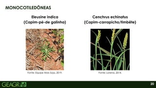 20
MONOCOTILEDÔNEAS
Eleusine indica
(Capim-pé-de galinha)
Fonte: Equipe Mais Soja, 2019.
Cenchrus echinatus
(Capim-carrapicho/timbête)
Fonte: Lorenzi, 2014.
 