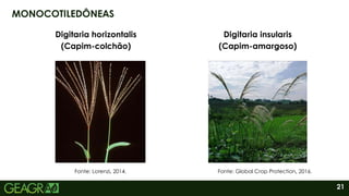21
MONOCOTILEDÔNEAS
Digitaria horizontalis
(Capim-colchão)
Fonte: Lorenzi, 2014.
Digitaria insularis
(Capim-amargoso)
Fonte: Global Crop Protection, 2016.
 