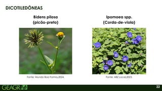 22
DICOTILEDÔNEAS
Ipomoea spp.
(Corda-de-viola)
Fonte: ABZ Local,2023.
Bidens pilosa
(picão-preto)
Fonte: Mundo Boa Forma,2024.
 