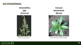 23
DICOTILEDÔNEAS
Amaranthus
spp.
(Caruru)
Fonte: Lorenzi,2014.
Conyza
bonariensis
(Buva)
Fonte: Revista Cultitvar,2022.
 