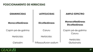 31
POSICIONAMENTO DE HERBICIDAS
GRAMINICIDAS LATIFOLICIDAS
Monocotiledôneas Dicotiledôneas
Capim pé-de-galinha
Herbicida:
Cletodim
Caruru
Herbicida:
Trifloxysulfuron sodium
AMPLO ESPECTRO
Monocotiledôneas
Dicotiledôneas
Capim pé-de-galinha
Caruru
Herbicida:
Glufosinato
 