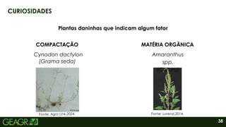 38
CURIOSIDADES
Plantas daninhas que indicam algum fator
COMPACTAÇÃO MATÉRIA ORGÂNICA
Amaranthus
spp.
(Caruru)
Fonte: Lorenzi,2014.
(Grama seda)
Cynodon dactylon
 