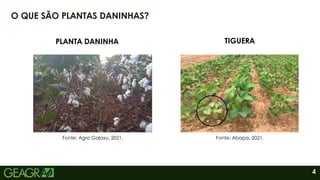 4
O QUE SÃO PLANTAS DANINHAS?
PLANTA DANINHA TIGUERA
Fonte: Agro Galaxy, 2021. Fonte: Abapa, 2021.
 