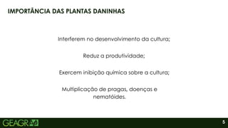 5
IMPORTÂNCIA DAS PLANTAS DANINHAS
Interferem no desenvolvimento da cultura;
Reduz a produtividade;
Exercem inibição química sobre a cultura;
Multiplicação de pragas, doenças e
nematóides.
 
