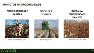 6
IMPACTOS NA PRODUTIVIDADE
MENOR QUALIDADE
DA FIBRA
DIFICULTA A
COLHEITA
QUEDA NA
PRODUTIVIDADE
20 A 30%
Fonte: MS Todo Dia, 2024.
Fonte: Agro Planning, 2019. Fonte: Siagri,2021.
 