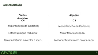 7
METABOLISMO
Plantas
daninhas
Algodão
C3
C4
Maior fixação de Carbono;
Fotorrespiração reduzida;
Maior eficiência em calor e seca.
Menor fixação de Carbono;
Maior fotorrespiração;
Menor enficiência em calor e seca.
 