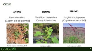 8
CICLO
ANUAIS BIENAIS PERENES
Eleusine indica Xanthium strumaium
(Carrapicho-bravo)
Sorghum halepense
(Capim-massarambá)
Fonte: Equipe Mais Soja,2019. Fonte: Agro Link,2023.
Go Botany,2024.
(Capim-pé-de galinha)
 