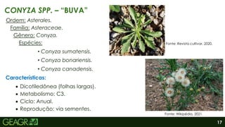 17
Ordem: Asterales.
Família: Asteraceae.
Gênero: Conyza.
Espécies:
• Conyza sumatensis.
• Conyza bonariensis.
• Conyza canadensis.
Características:
 Dicotiledônea (folhas largas).
 Metabolismo: C3.
 Ciclo: Anual.
 Reprodução: via sementes.
CONYZA SPP. – “BUVA”
Fonte: Wikipédia, 2021.
Fonte: Revista cultivar, 2020.
 