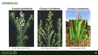 Folhas: dentadas.
Ramos: também
apresenta forma
piramidal, porém a
haste principal
apresenta maior
pilosidade do que a C.
canadenses.
Folhas: com margens
dentadas.
Ramos: não excedem
ao topo, deixando a
planta em forma
piramidal.
18
DIFERENÇAS
Folhas: margens lisas,
podendo em certas
variedades apresentar
finos dentes.
Ramos: são maiores e
ultrapassam o topo do
caule.
Conyza bonariensis Conyza canadensis Conyza sumatrensis
Fonte: Harri Lorenzi, 2014. Fonte: Agrolink, 2023.
Fonte: Harri Lorenzi, 2014.
 