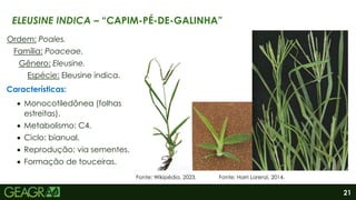 21
Ordem: Poales.
Família: Poaceae.
Gênero: Eleusine.
Espécie: Eleusine indica.
Características:
 Monocotiledônea (folhas
estreitas).
 Metabolismo: C4.
 Ciclo: bianual.
 Reprodução: via sementes.
 Formação de touceiras.
ELEUSINE INDICA – “CAPIM-PÉ-DE-GALINHA”
Fonte: Harri Lorenzi, 2014.
Fonte: Wikipédia, 2023.
 