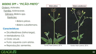 23
BIDENS SPP – “PICÃO-PRETO”
Ordem: Asterales.
Família: Asteraceae.
Gênero: Bidens spp.
Espécies:
• Bidens pilosa.
• Bidens subalternans.
Características:
 Dicotiledônea (folha larga).
 Metabolismo: C3.
 Ciclo: anual.
 Fruto: aquenio com aristas.
 Reprodução: sementes.
Bidens pilosa Bidens subalternans
Fonte: Harri Lorenzi, 2014. Fonte: Harri Lorenzi, 2014.
 