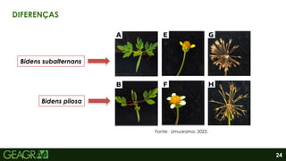 24
DIFERENÇAS
Bidens pilosa
Bidens subalternans
Fonte: Umuarama, 2023.
 