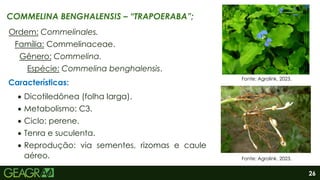 26
COMMELINA BENGHALENSIS – “TRAPOERABA”;
Ordem: Commelinales.
Família: Commelinaceae.
Gênero: Commelina.
Espécie: Commelina benghalensis.
Características:
 Dicotiledônea (folha larga).
 Metabolismo: C3.
 Ciclo: perene.
 Tenra e suculenta.
 Reprodução: via sementes, rizomas e caule
aéreo.
Fonte: Agrolink, 2023.
Fonte: Agrolink, 2023.
 