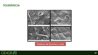 27
TOLERÂNCIA
Presença de tricomas e ceras
 