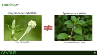29
RESISTÊNCIA?
Spermacoce verticillata Spermacoce latifolia
Fonte: Wiktrop, 2023. Fonte: India biodiversity portal.
 