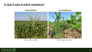 Fonte: Gardenia, 2023. Fonte: Luis Lanfranconi, 2023.
Gomphrena sp.
Gomphrena sp.
3
O QUE É UMA PLANTA DANINHA?
Voluntárias Verdadeiras
Fonte: Agro.MT, 2023.
Fonte: Alamy, 2023.
 