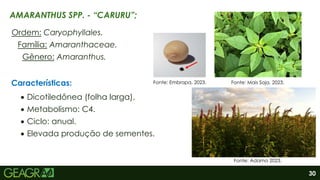 30
AMARANTHUS SPP. - “CARURU”;
Ordem: Caryophyllales.
Família: Amaranthaceae.
Gênero: Amaranthus.
Características:
 Dicotiledônea (folha larga).
 Metabolismo: C4.
 Ciclo: anual.
 Elevada produção de sementes.
Fonte: Embrapa, 2023.
Fonte: Adama 2023.
Fonte: Mais Soja, 2023.
 