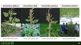 32
Fonte: Harri Lorenzi, 2014. Fonte: Harri Lorenzi, 2014. Fonte: Harri Lorenzi, 2014. Fonte: Embrapa, 2014.
Amaranthus deflexus Amaranthus viridis Amaranthus spinosus Amaranthus palmeri
 