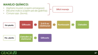 37
MANEJO QUÍMICO:
• Digitaria insularis (capim-amargoso);
• Eleusine indica (capim-pé-de-galinha);
• Conyza spp. (buva).
Difícil manejo
Pré-plantio
Pós- plantio
Glifosato
2,4-D ou
clorimuron
Flumioxazin Cletodim
Cletodim ou
clorimuron
Glifosato
 