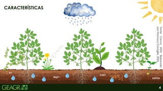 4
CARACTERÍSTICAS
H2PO4
K+
Mg2+
Ca2+
Fonte:
Canva,
2023.
Elaborado
por
Francisco
Cavaglia,
2023.
 