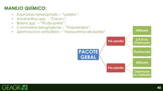 40
MANEJO QUÍMICO:
• Euphorbia heterophylla – “Leiteiro”;
• Amaranthus spp. - “Caruru”;
• Bidens spp. – “Picão-preto”;
• Commelina benghalensis – “Trapoeraba”;
• Spermacoce verticillata – “Vassourinha-de-botão””
PACOTE
GERAL
Pré-plantio
Glifosato
2,4-D ou
Clorimuron
Flumioxazin
Pós-plantio
Glifosato
Clorimuron
ou Cletodim
 