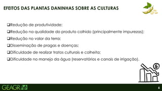 6
Redução de produtividade;
Redução na qualidade do produto colhido (principalmente impurezas);
Redução no valor da terra;
Disseminação de pragas e doenças;
Dificuldade de realizar tratos culturais e colheita;
Dificuldade no manejo da água (reservatórios e canais de irrigação).
EFEITOS DAS PLANTAS DANINHAS SOBRE AS CULTURAS
 