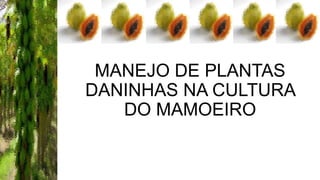 MANEJO DE PLANTAS
DANINHAS NA CULTURA
DO MAMOEIRO

 