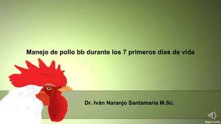 Manejo de pollo bb durante los 7 primeros días de vida
Dr. Iván Naranjo Santamaría M.Sc.
 