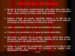Jorge Algara
PRIMERA SEMANA
 Revisar la temperatura constantemente, ésta debe estar entre 30 y
32 ºC. de lo contrario realizar manejo de cortinas. Si es necesario
bajar y subir cortinas 10 veces al día, debe hacerse.
 Realizar manejo de camas, sobretodo debajo y al lado de los
bebederos, esta operación se realiza muy temprano en la mañana.
el manejo de camas consiste en remover la cama.
 Lavar y desinfectar todos los días los bebederos manuales.
 El primer día suministrar en el agua de bebida electrolitos.
 Del tercer a séptimo día se pueden vacunar contra New Castle,
Bronquitis Infecciosa y Gumboro. Esto depende de la zona en que
se encuentren y del análisis de laboratorio
 Anotar en el registro las mortalidades y deshacerse de ellas lo más
pronto posible, se entierran, se incineran, se regalan para
alimentación de cerdos
 