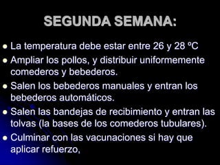 SEGUNDA SEMANA:
 La temperatura debe estar entre 26 y 28 ºC
 Ampliar los pollos, y distribuir uniformemente
comederos y bebederos.
 Salen los bebederos manuales y entran los
bebederos automáticos.
 Salen las bandejas de recibimiento y entran las
tolvas (la bases de los comederos tubulares).
 Culminar con las vacunaciones si hay que
aplicar refuerzo,
 