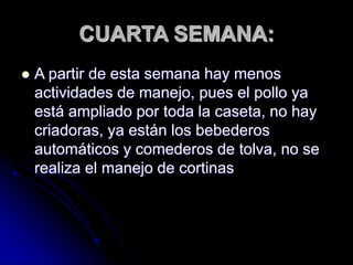 CUARTA SEMANA:
 A partir de esta semana hay menos
actividades de manejo, pues el pollo ya
está ampliado por toda la caseta, no hay
criadoras, ya están los bebederos
automáticos y comederos de tolva, no se
realiza el manejo de cortinas
 